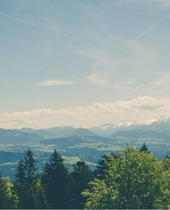 Pine treeline overlooking snow-capped mountains under a pale blue sky